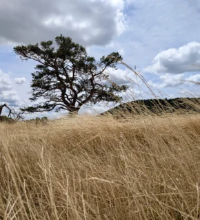 Le Chemin de Stevenson GR70 – Randonnée intégrale